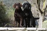 LABRADOR 711